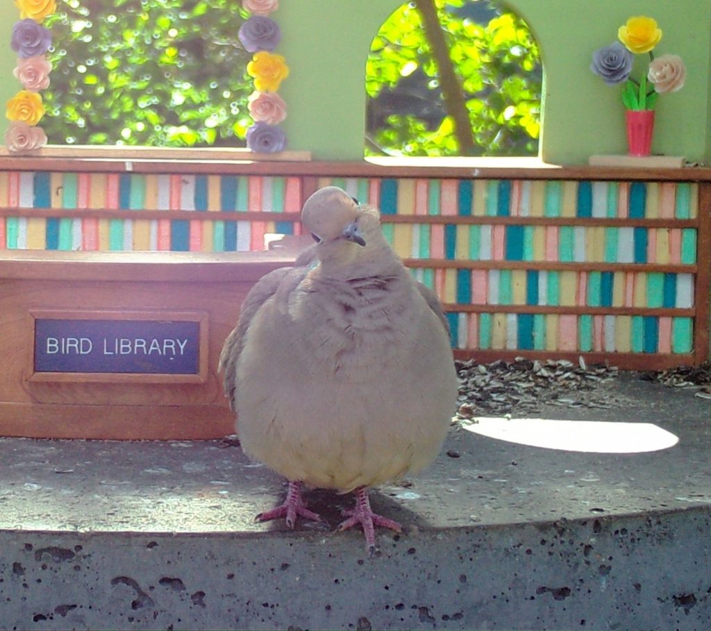 synonym-bird-library