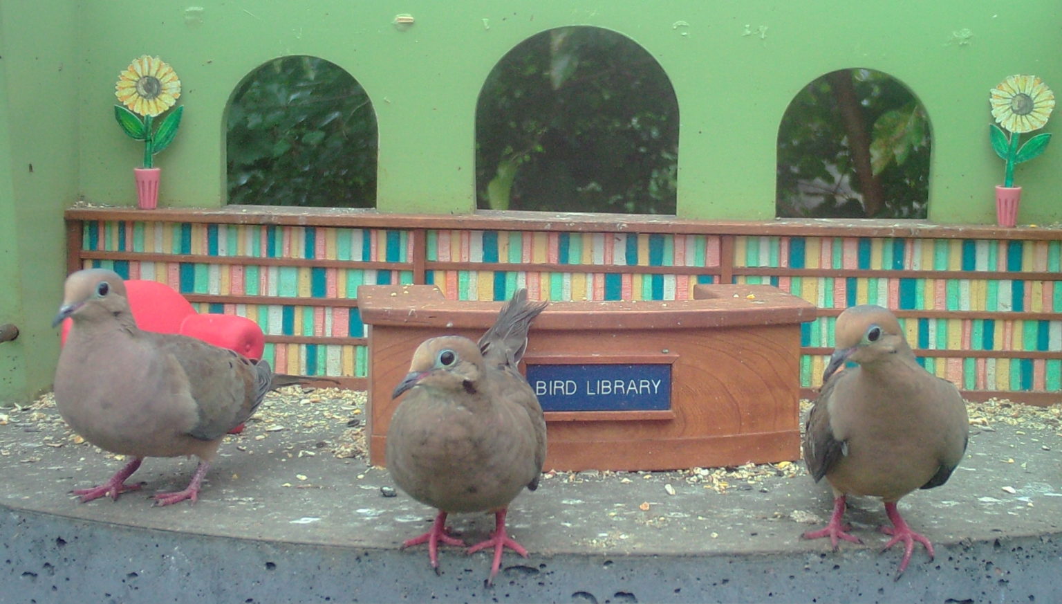 now-what-bird-library